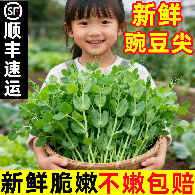 四川豌豆尖新鲜当季蔬菜鲜嫩龙须豆苗豌豆菜荷兰豆火锅菜特产顺丰