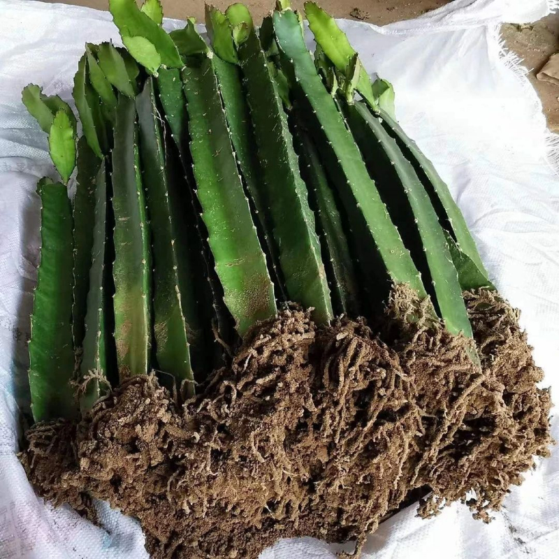 当年结果红心火龙果苗南北方庭院阳台盆栽地栽种植新品火龙果树苗