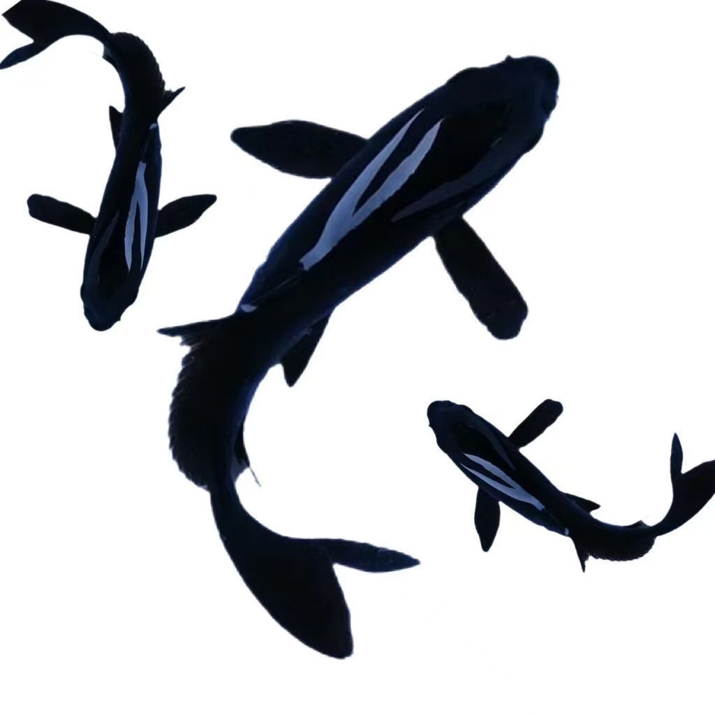 精品黑彗星15-20CM黑金锦鲤好养耐活大鳍大尾包邮