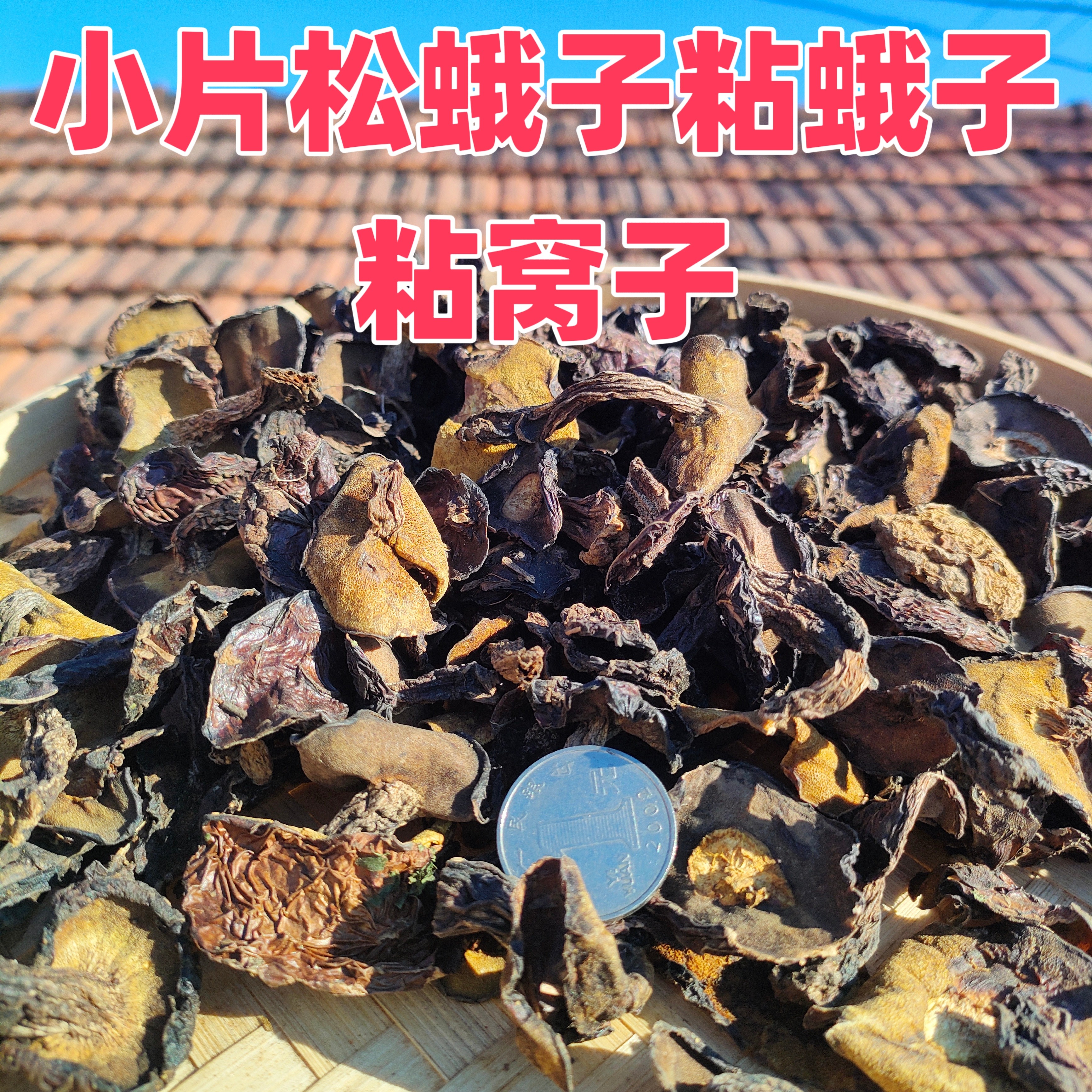 东北野生松蘑松蛾子粘莪子粘团子黑蛾子小片的炖小鸡炖白菜