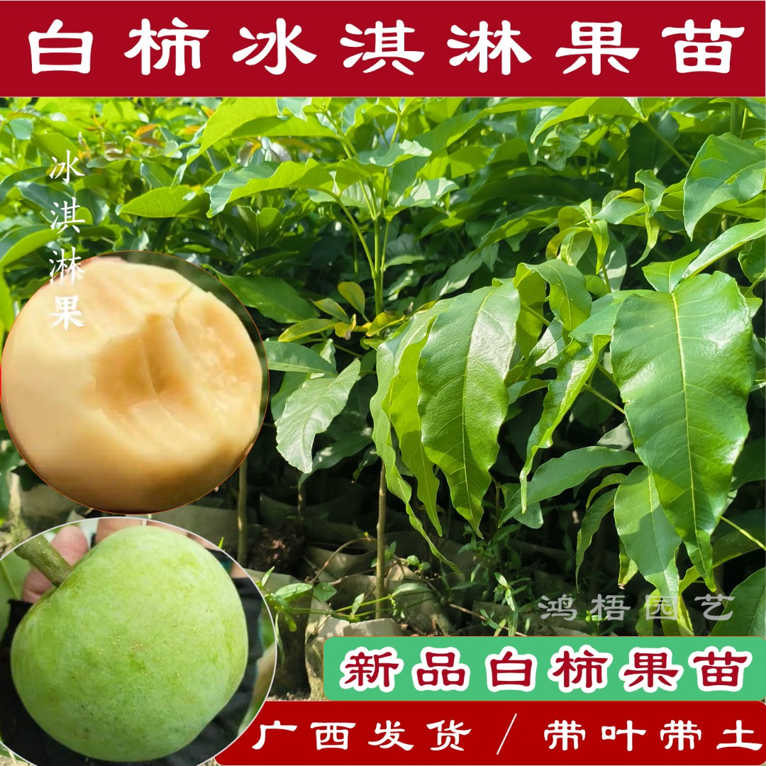 新品种白柿冰淇淋果苗嫁接状元红巧克力白柿水果树苗阳台庭院盆栽
