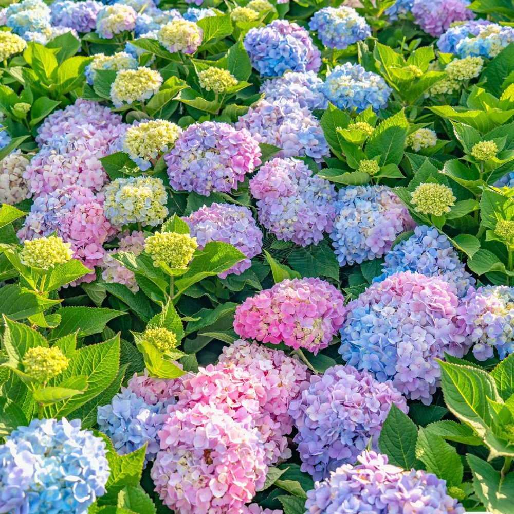 绣球花苗盆栽庭院花无尽夏彩虹绣球大苗室内外庭院阳台四季好养活