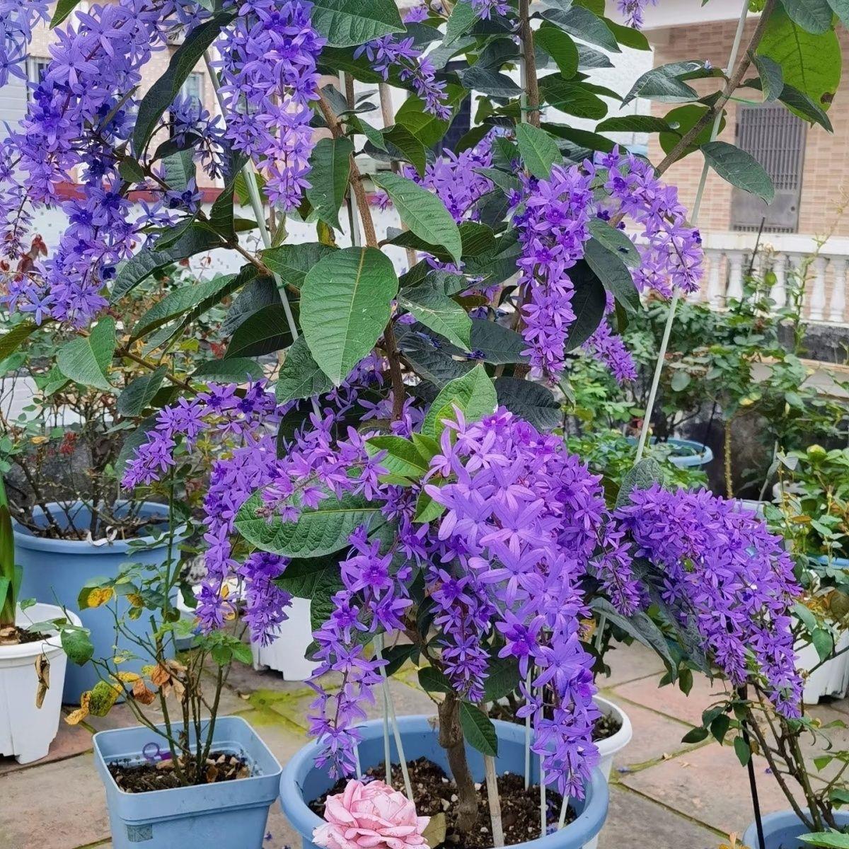 泰国大叶蓝花藤多色四季开花花苗盆栽地栽耐寒阳台南北方庭院种植