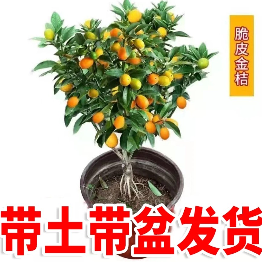 四季带果二代脆皮金桔花期盆栽室内外均可种植