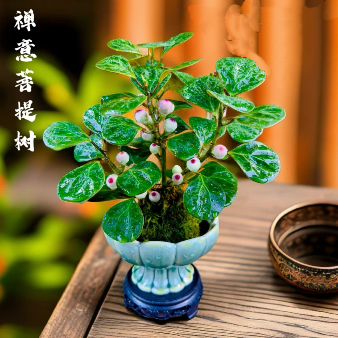 多果小盼菩提室内盆栽茶桌办公桌花卉绿植好养盆景微景观