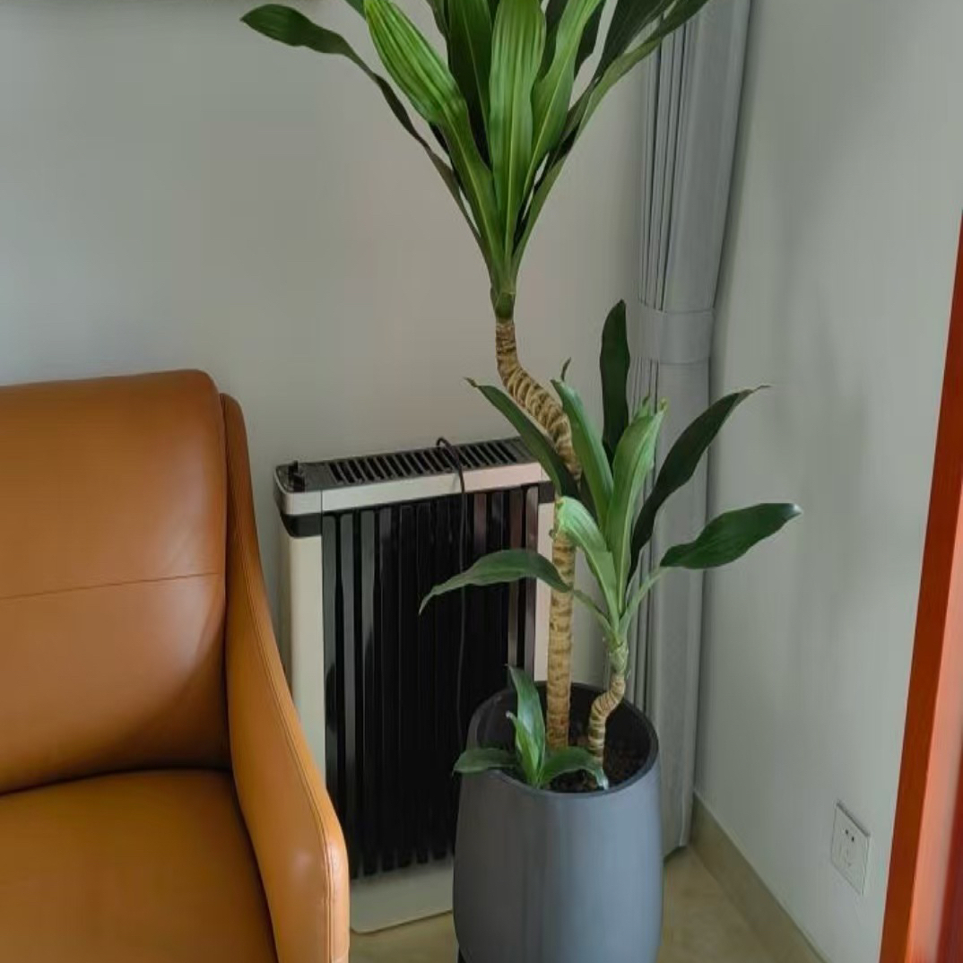 荷花铁美人铁大型绿植四季常青净化空气适合客厅盆栽茶室室内