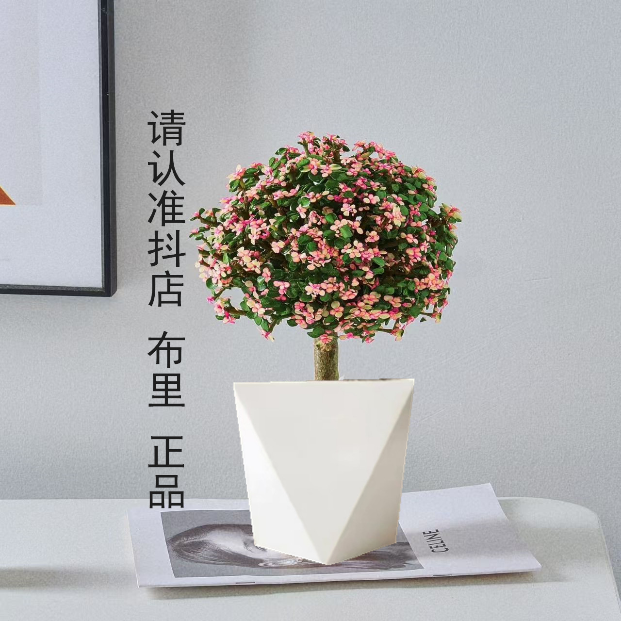 金枝玉叶棒棒糖多肉植物室内绿植盆栽客厅阳台盆景花卉