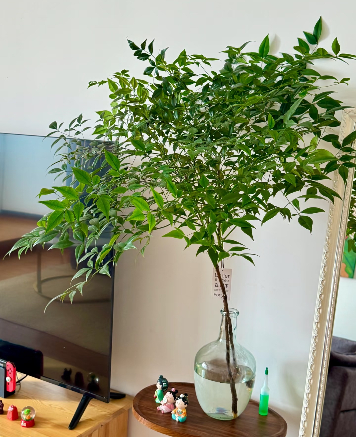 水培南天竹插花绿植盆栽用于客厅室内家居装饰办公桌面禅意植物