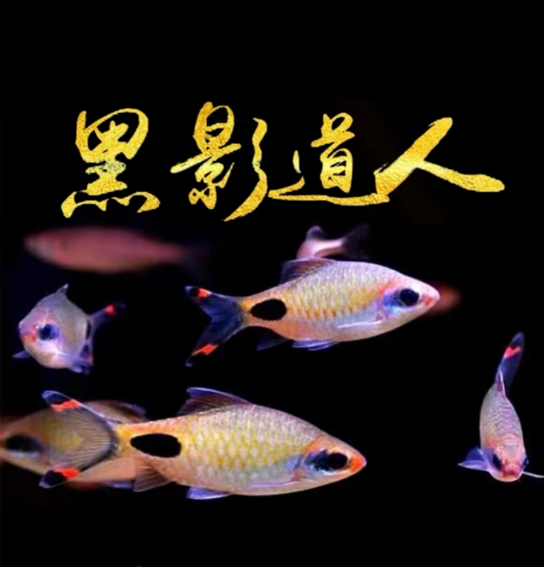 红唇红线黑影道人 红鳍蓝黑影道人鱼蓝线黑影道人观赏鱼 道金斯鲃