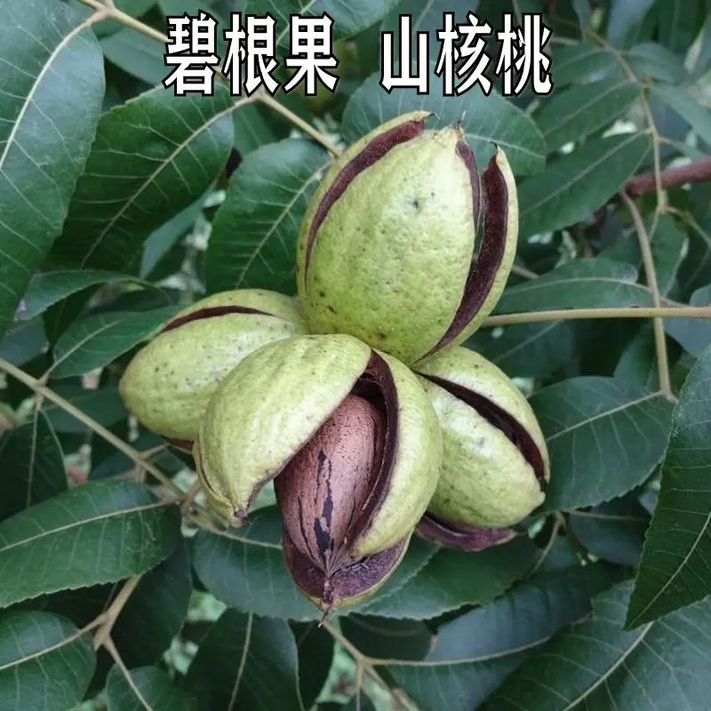 新品种薄壳核桃嫁接苗碧根果苗美国山核桃树苗南北方种植当年结果