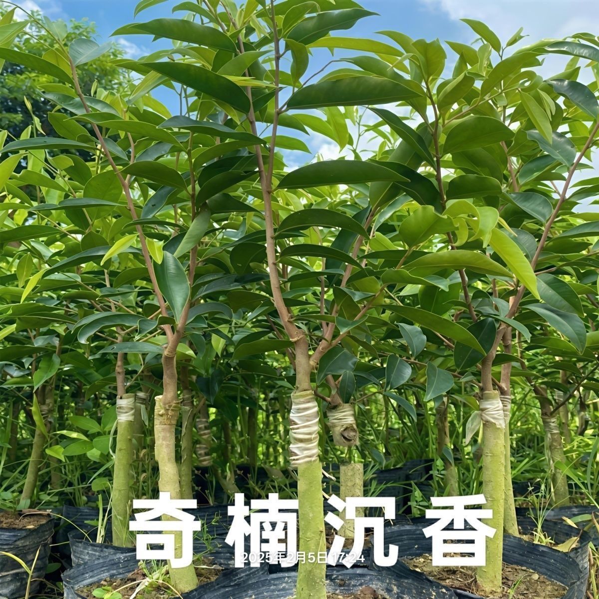嫁接奇楠沉香树苗结香快带原土杯带叶发货南北方可种植盆栽地栽