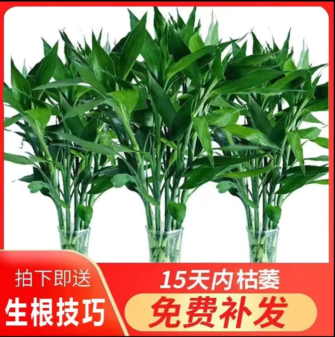 【精品】富贵竹70-80厘米水培植物开运竹水养绿植净化空气