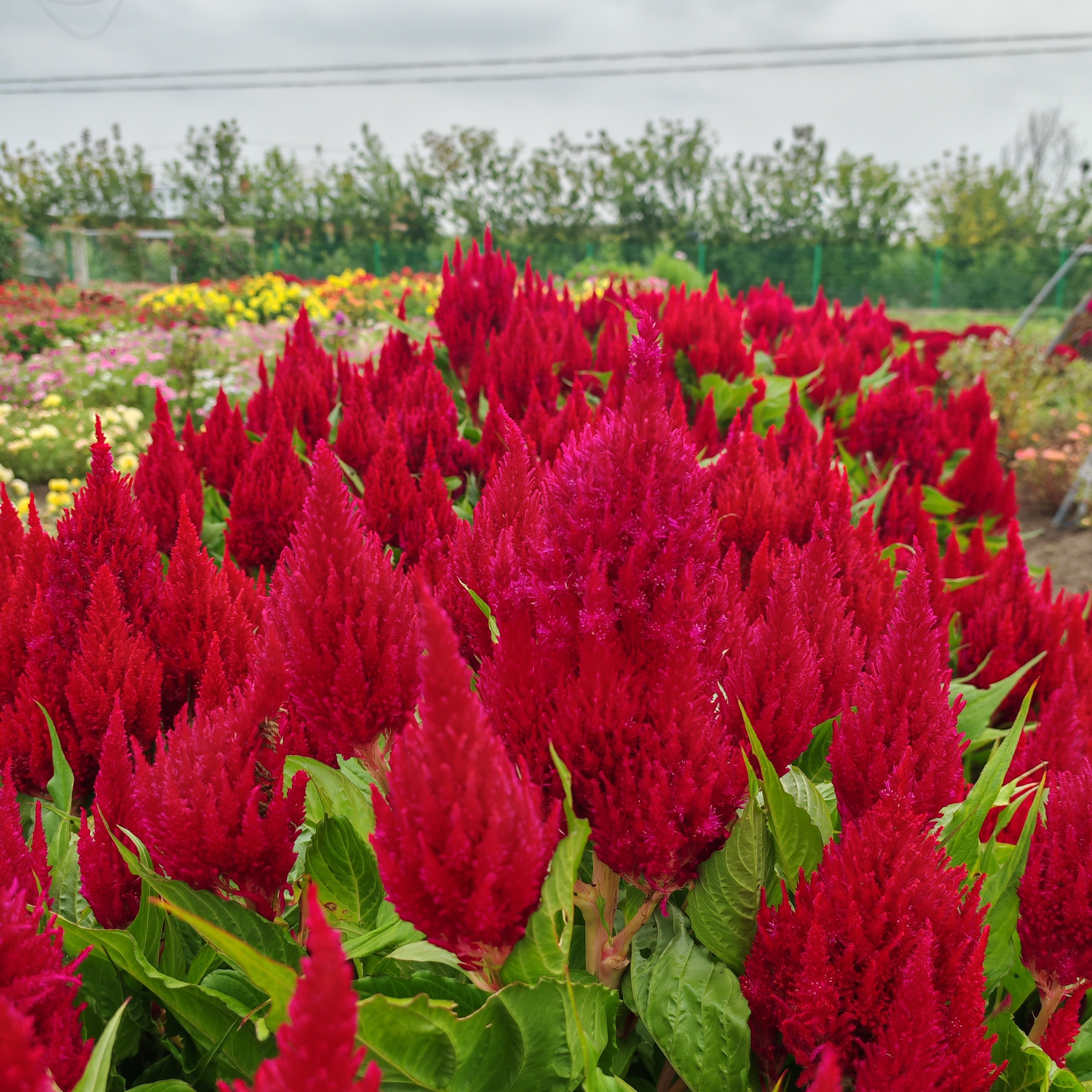 庭院花卉大红色凤尾鸡冠花盆栽地栽