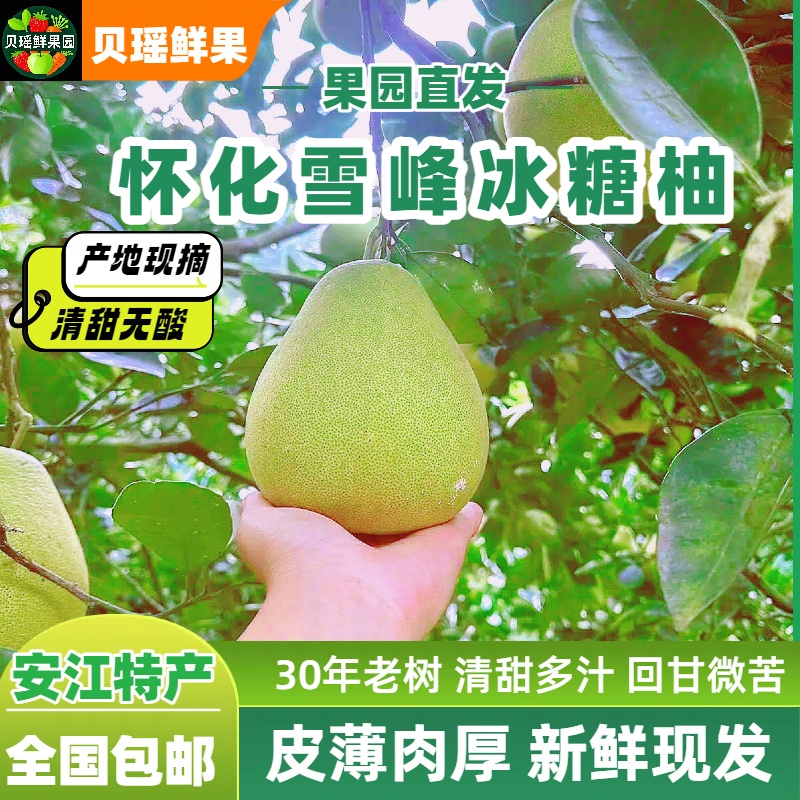 顺丰包邮50斤袋装湖南安江冰糖柚雪峰冰糖柚年老树微苦回甘麻麻柚