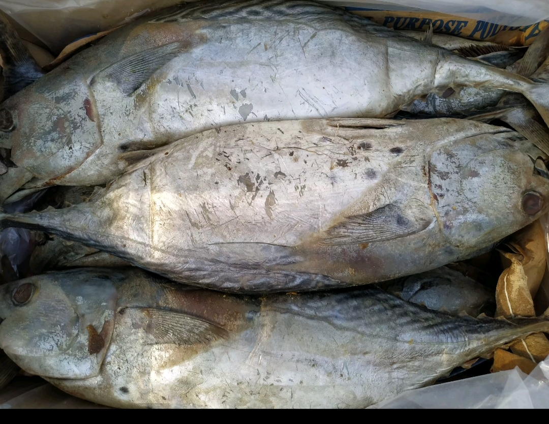 梅香味大个咸油鲅鱼3斤半左右（新疆西藏不发货）