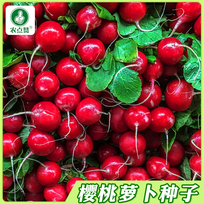 【三包起】萝卜种子组合樱桃小萝卜浙大长白萝卜脆青沙窝萝卜种子