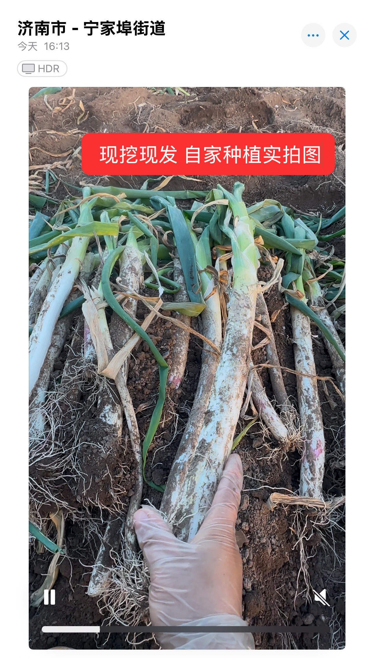 毛葱（带皮带叶）正宗章丘大葱