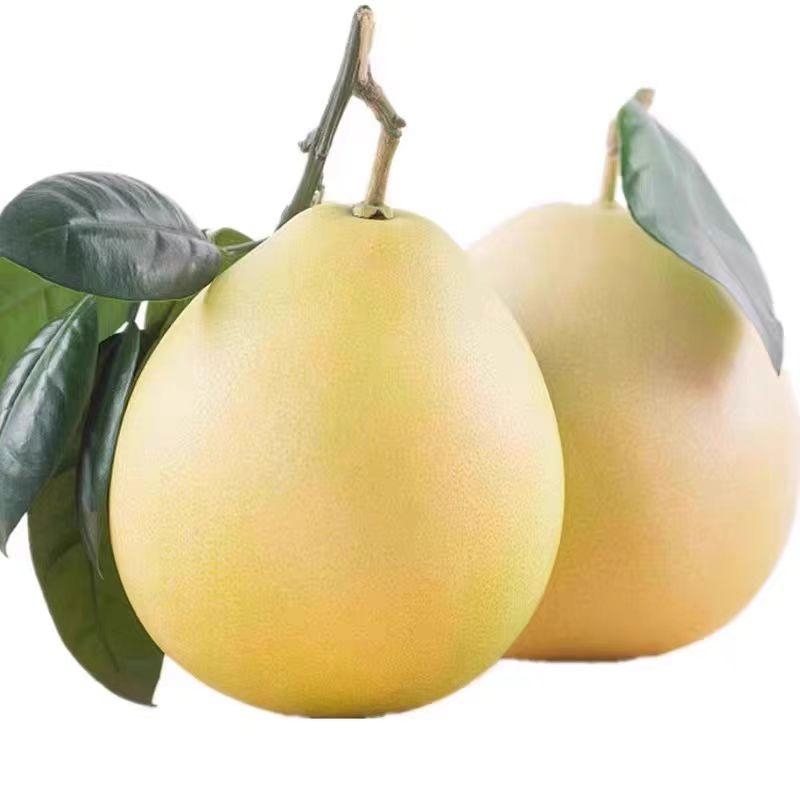 清江白柚现摘脆嫩爆汁薄皮肉厚清甜爽口新鲜果园当季水果