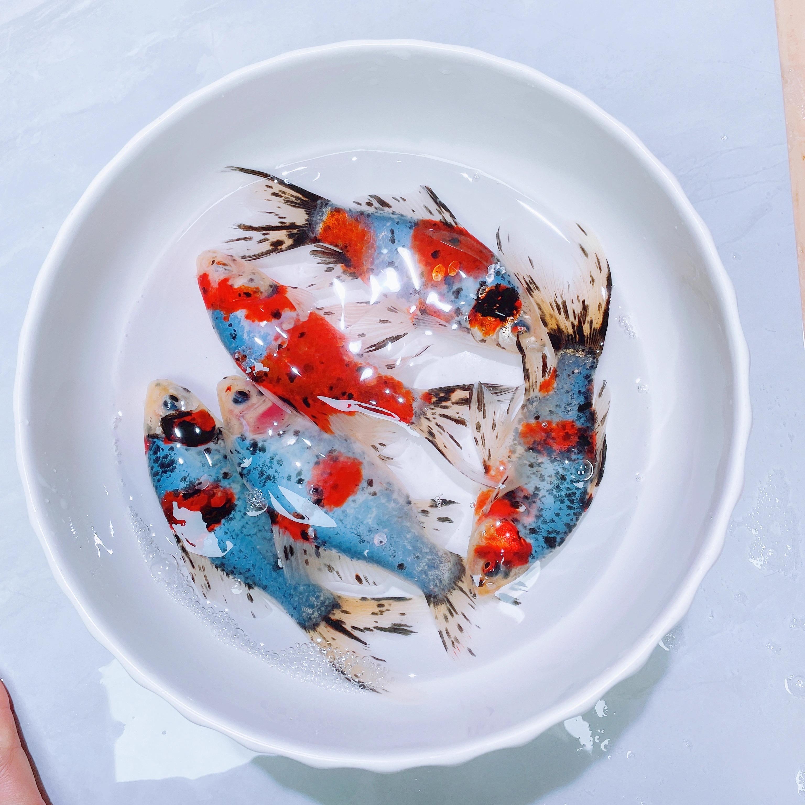 观赏鱼 花草金 兰花鹦鹉 淡水鱼 冷水鹦鹉葡萄眼 草金 活体 好养