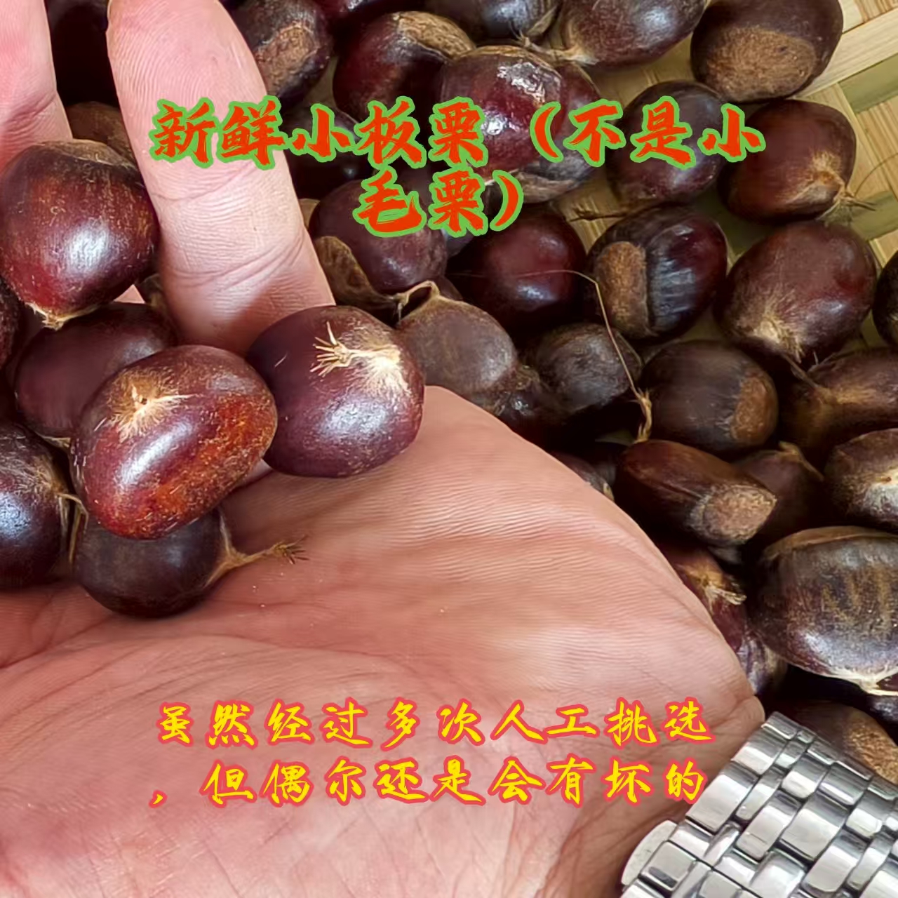 贵州板栗新板栗子油板栗粉糯香甜易剥皮老树黄心甜脆板栗颗颗饱满