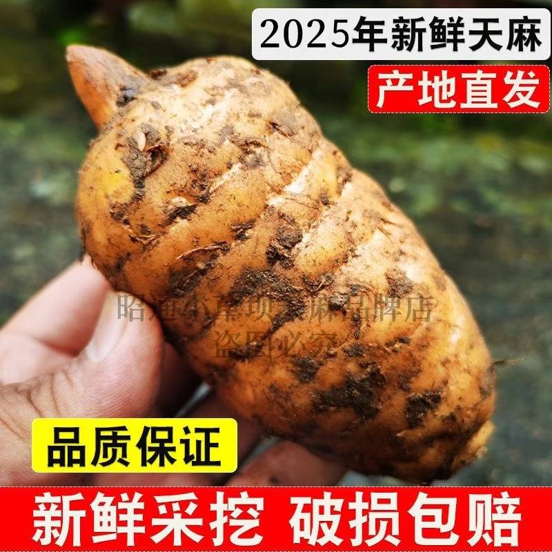 云南昭通天麻小草坝仿野生种植新鲜深山生长高品质天麻兼程乌天麻