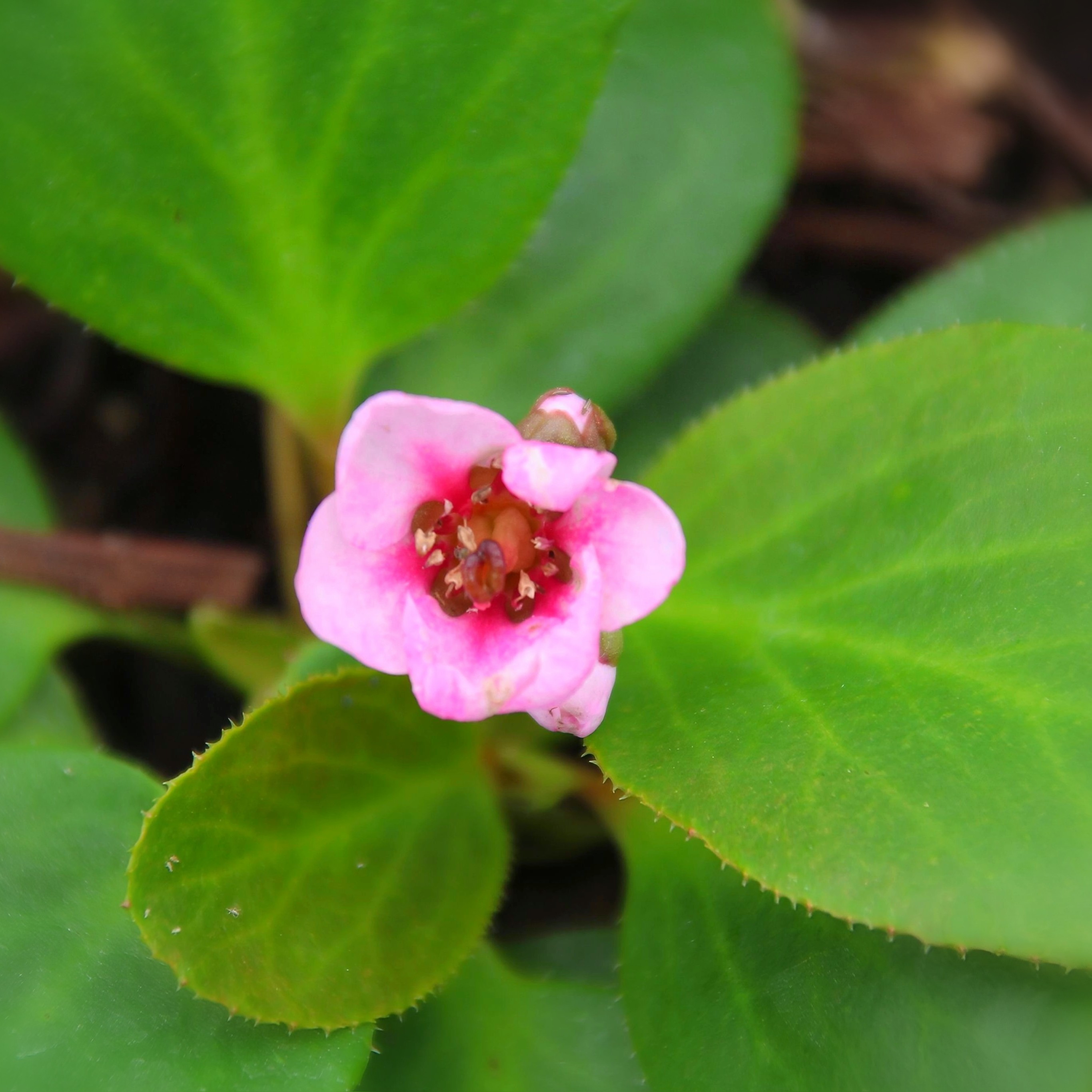 岩白菜粉蜻蜓带花苞盆栽阳台花卉耐寒耐阴低维护花镜多年生植物