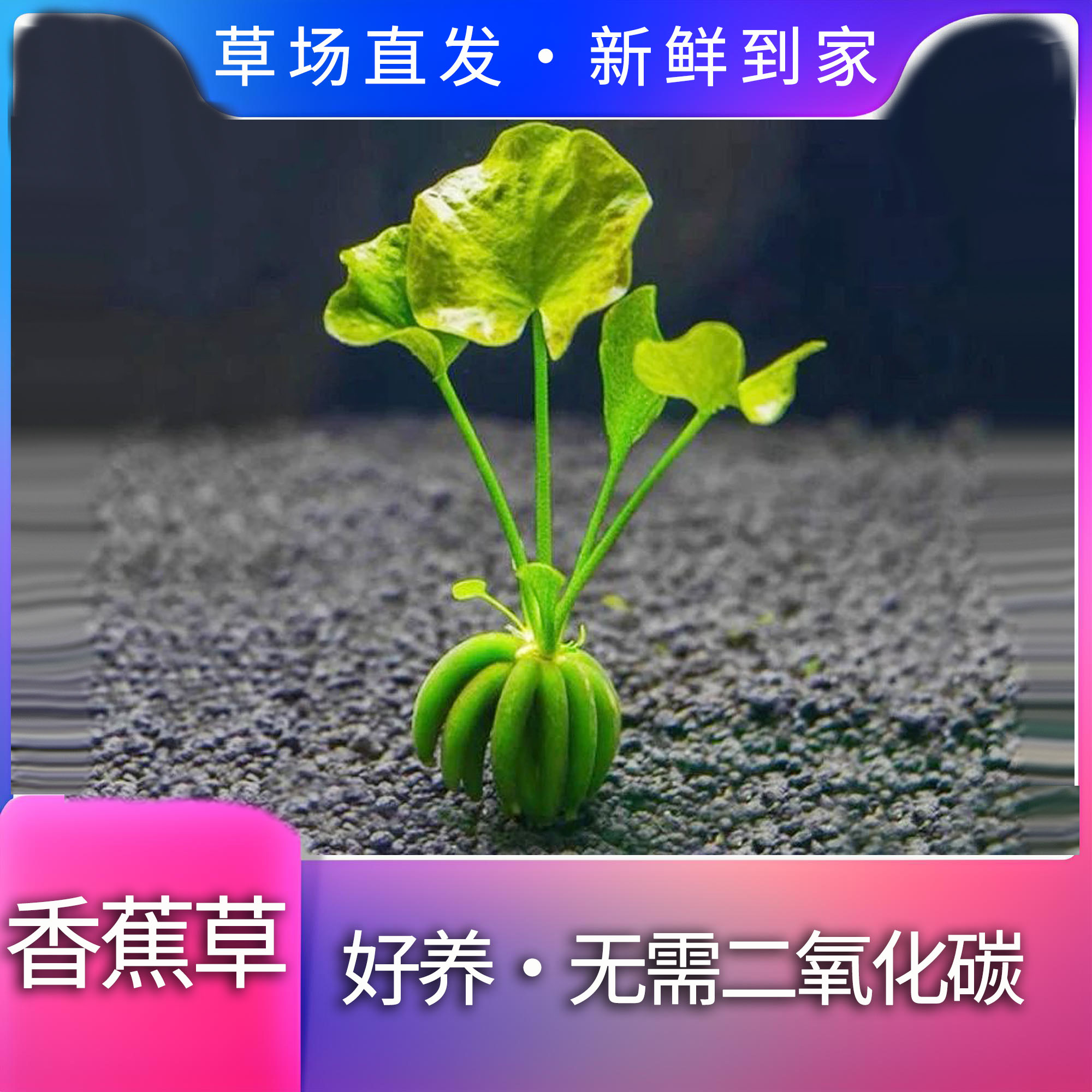 鱼缸香蕉草活体水生植物净化水质无需种植懒人淡水造景水草