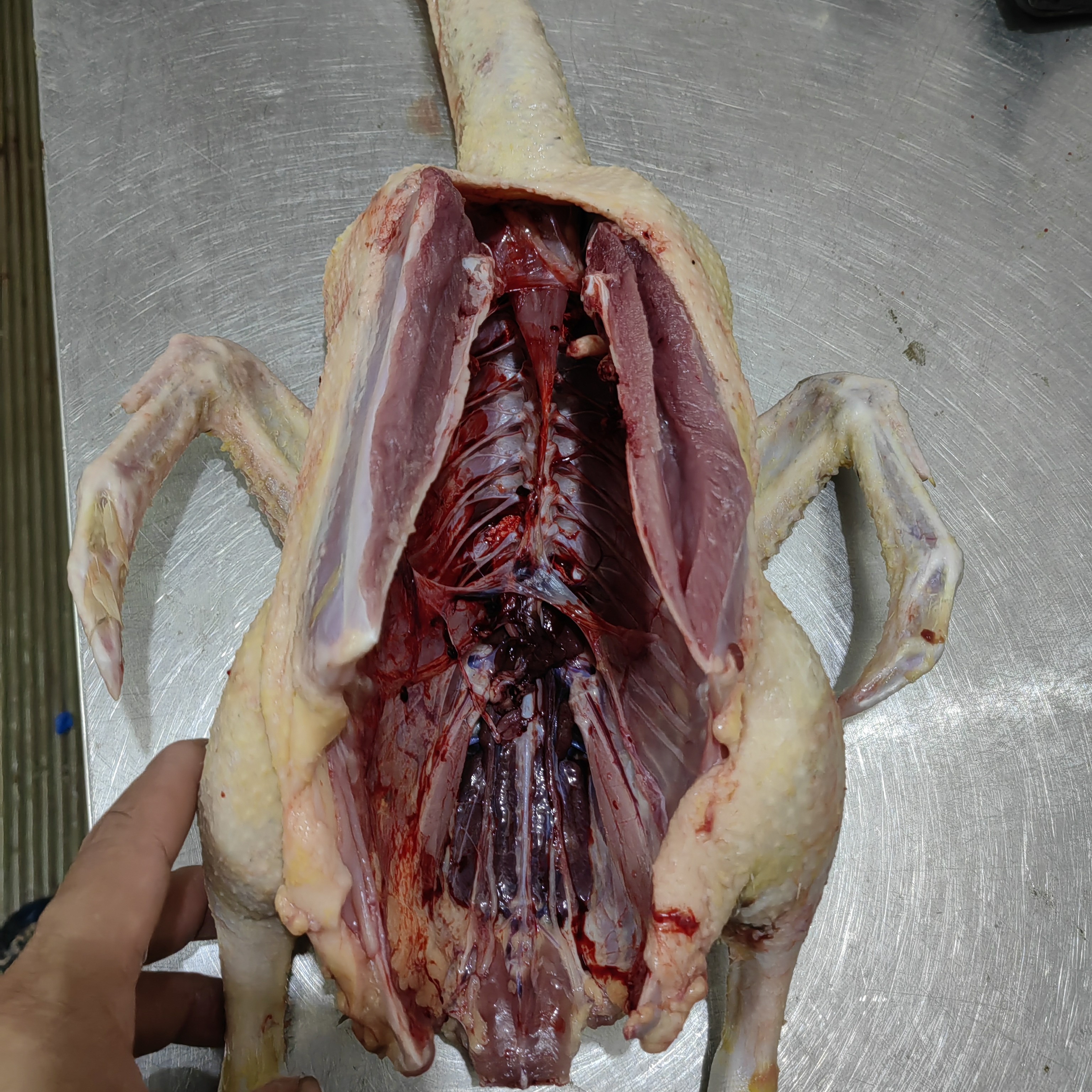 能上山下田的鸭子炒血鸭大鸭子鸭脚现杀现卖新鲜