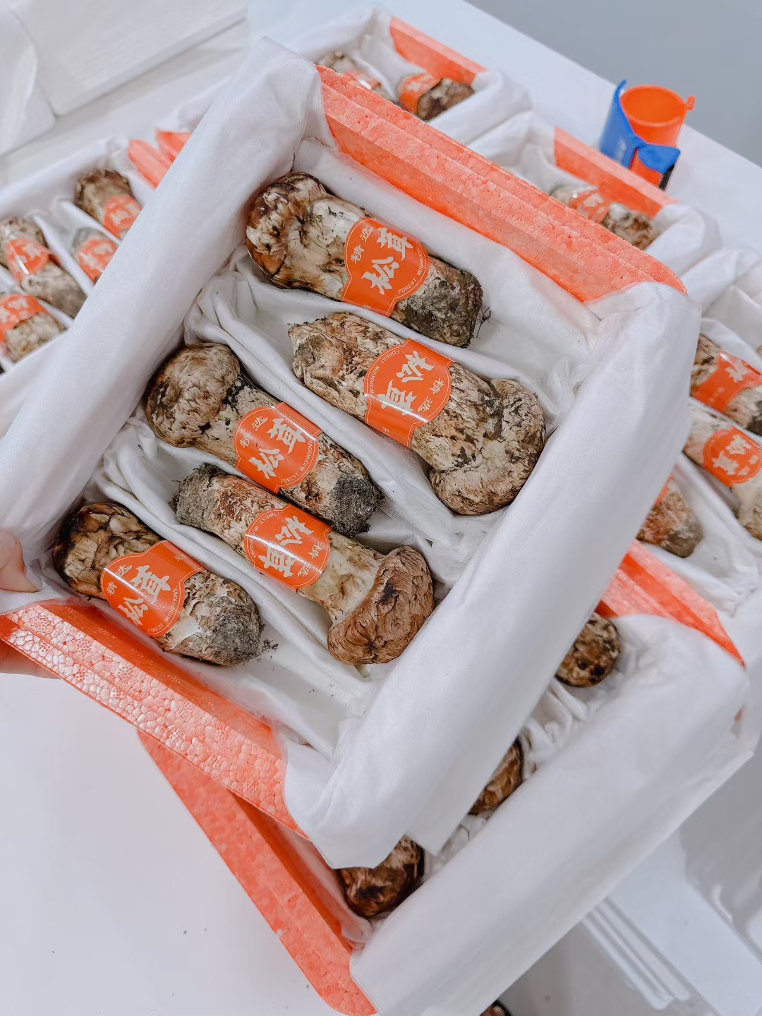 新鲜松茸12以上厘米可煲汤炖鸡刺身顺丰空运新鲜松茸菌正宗