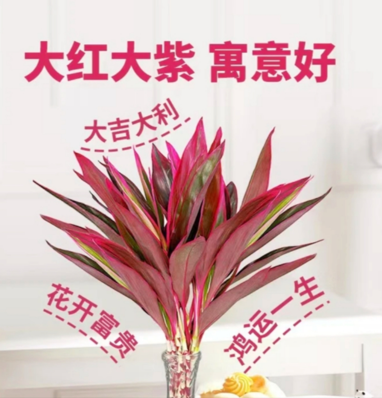 【鸿运当头】大吉大利鸿运紫竹朱蕉富贵竹可水养土培绿植盆栽