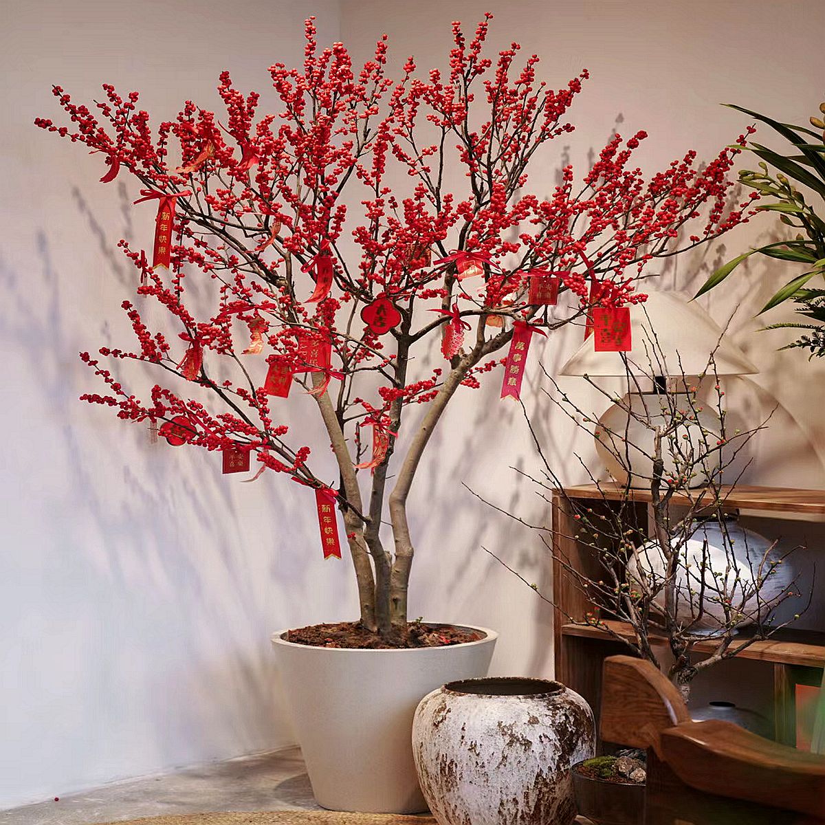 进口北美冬青盆栽树苗红果冬青年宵花卉室内外耐寒植物老桩带红果