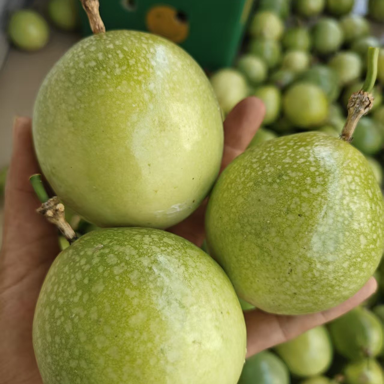 广西钦蜜9号百香果（大果5斤）新鲜当季水果爆甜多汁顺丰发货