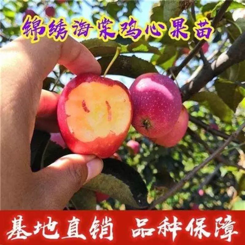 种锦绣海棠鸡心果树苗包结果嫁接小苹果苗地栽盆栽种植包品种