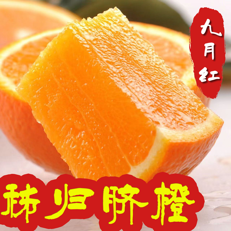 秭归脐橙九月红现摘新鲜橙子宜昌甜橙秋橙孕妇秋季水果当季整箱