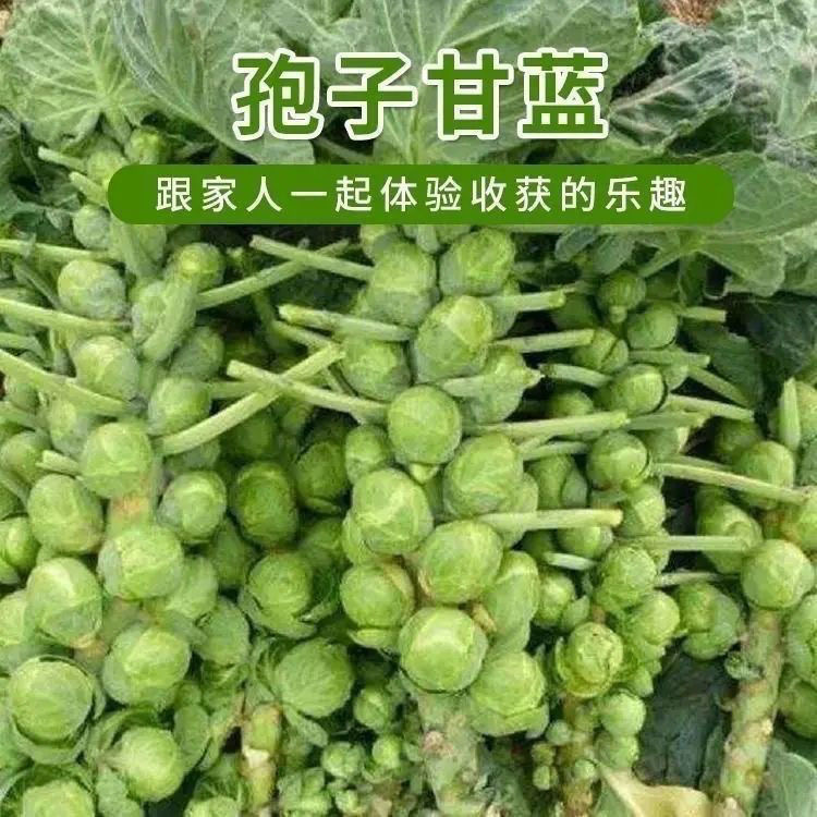 【孢子甘蓝种子】孢子甘蓝菜子甘兰小包心菜四季播蔬菜
