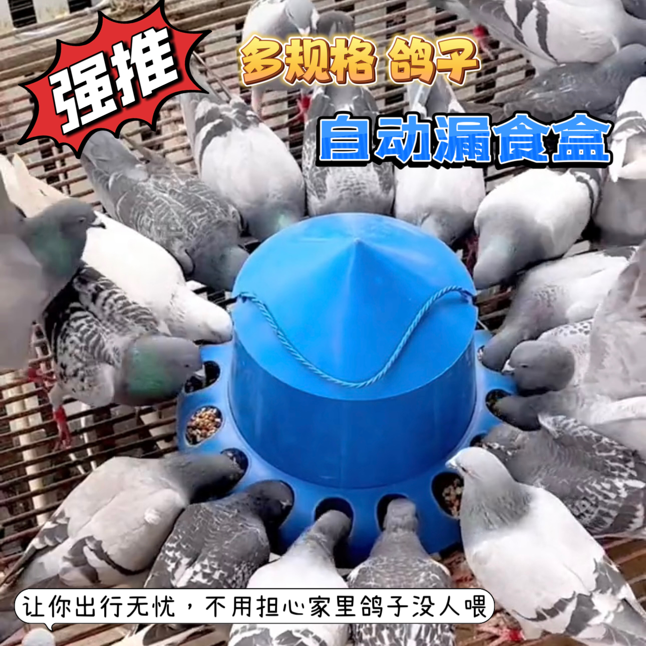 赛鸽食槽鸽子漏食器防溅鸽具喂食器食盒多孔自动下料器鸽子投食