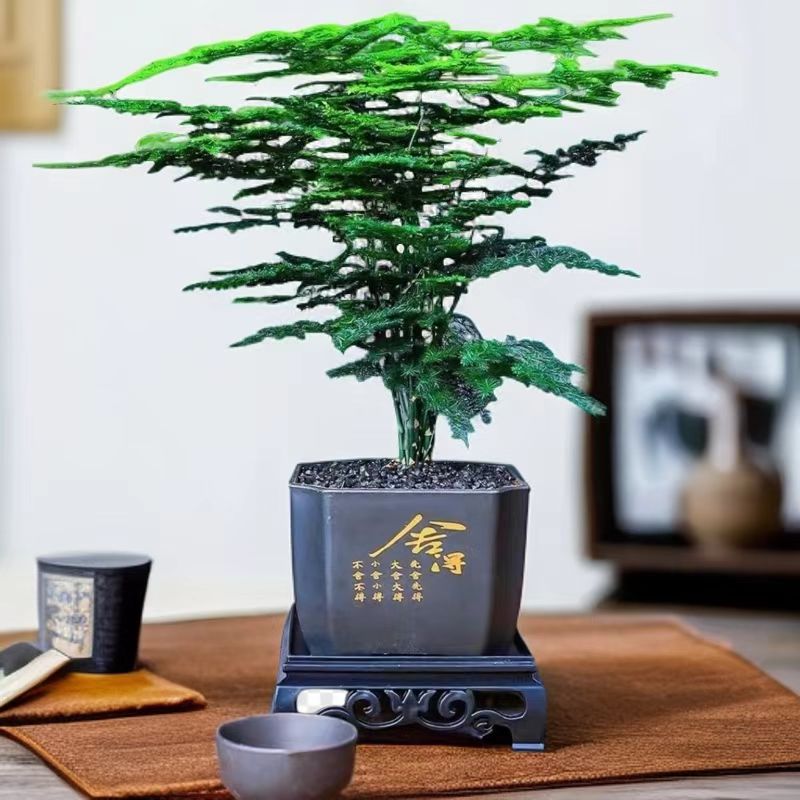 补贴【舍得文竹盆栽】室内植物迷你办公室绿植观叶植物四季常青