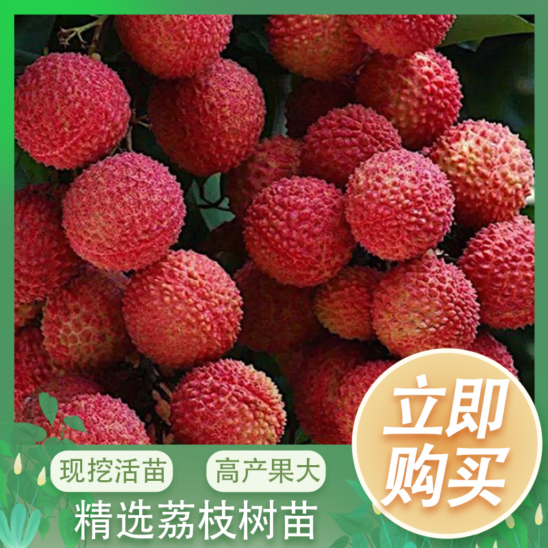 铭焕园林桂味荔枝苗妃子笑无核荔枝冰荔仙进奉荔枝嫁接苗当年结果