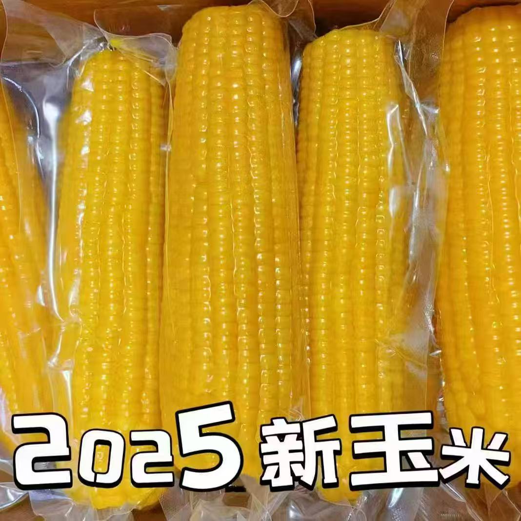 2025年头茬东北大棒黄糯玉米甜糯玉米甜糯开袋即食8大棒老嫩适中