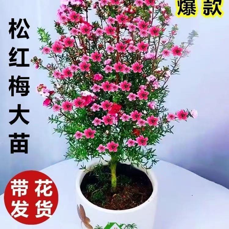 澳洲松红梅盆栽带花苞室内花卉阳台四季开花秋冻季客厅庭院