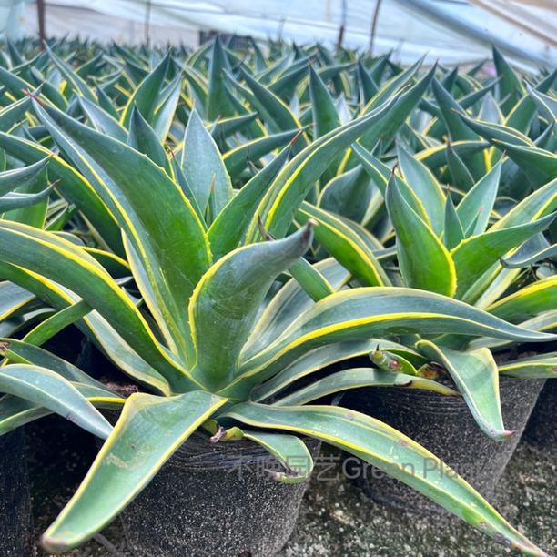 金边龙舌兰多肉植物盆栽四季除甲醛防辐射客厅室内景观绿植