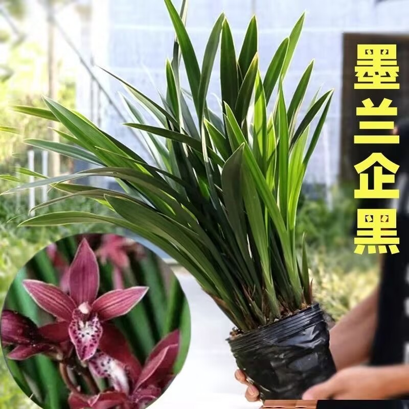 【超性价比】特级兰花墨兰企黑高档浓香兰花室内客厅四季好养开花