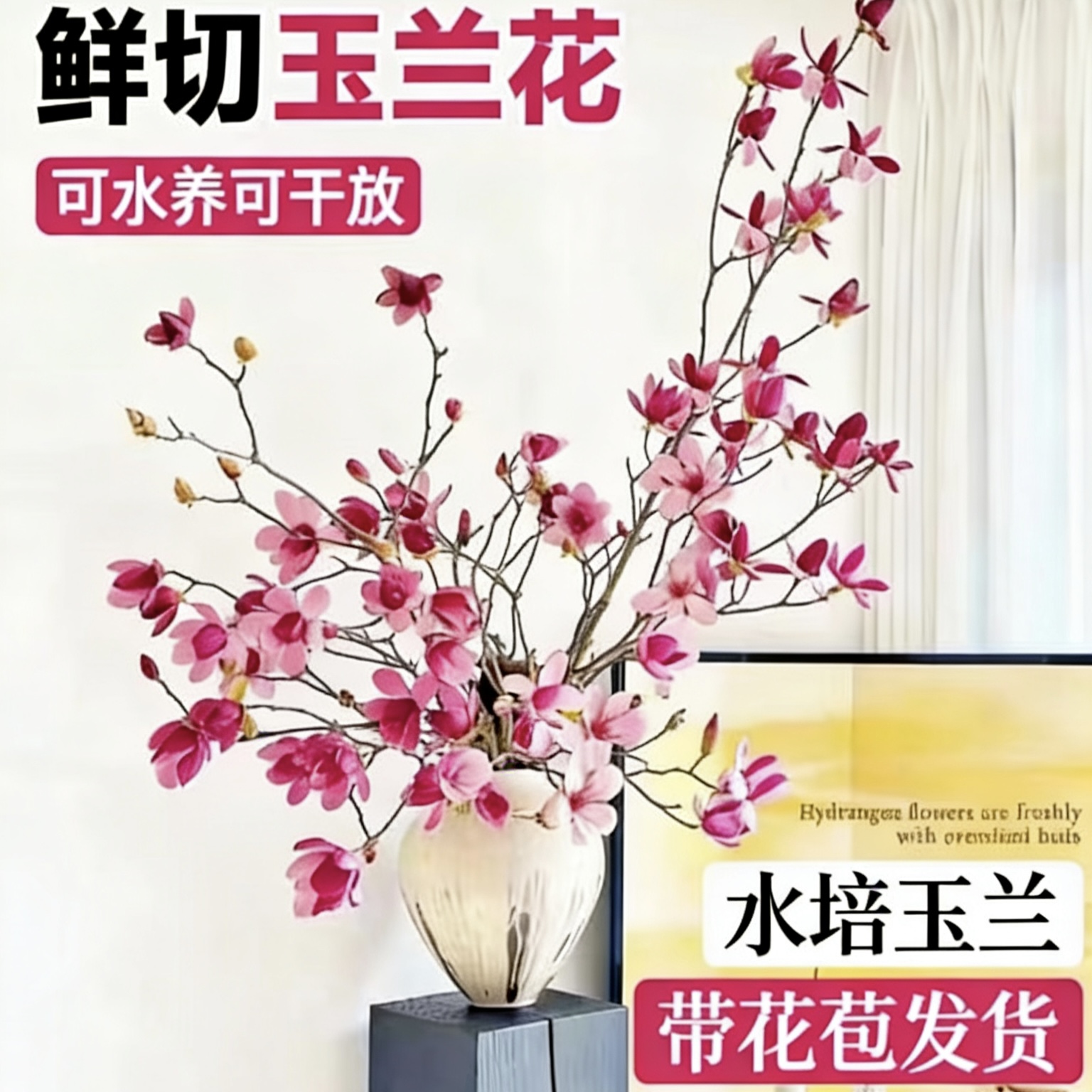 【带花苞】玉兰花水培枝条鲜切鲜枝室内桌面绿植懒人好养活花卉植物