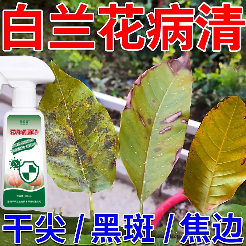 白兰花黑斑病专用营养液肥料叶片黄叶枯萎干枝枯叶病炭疽病锈斑病