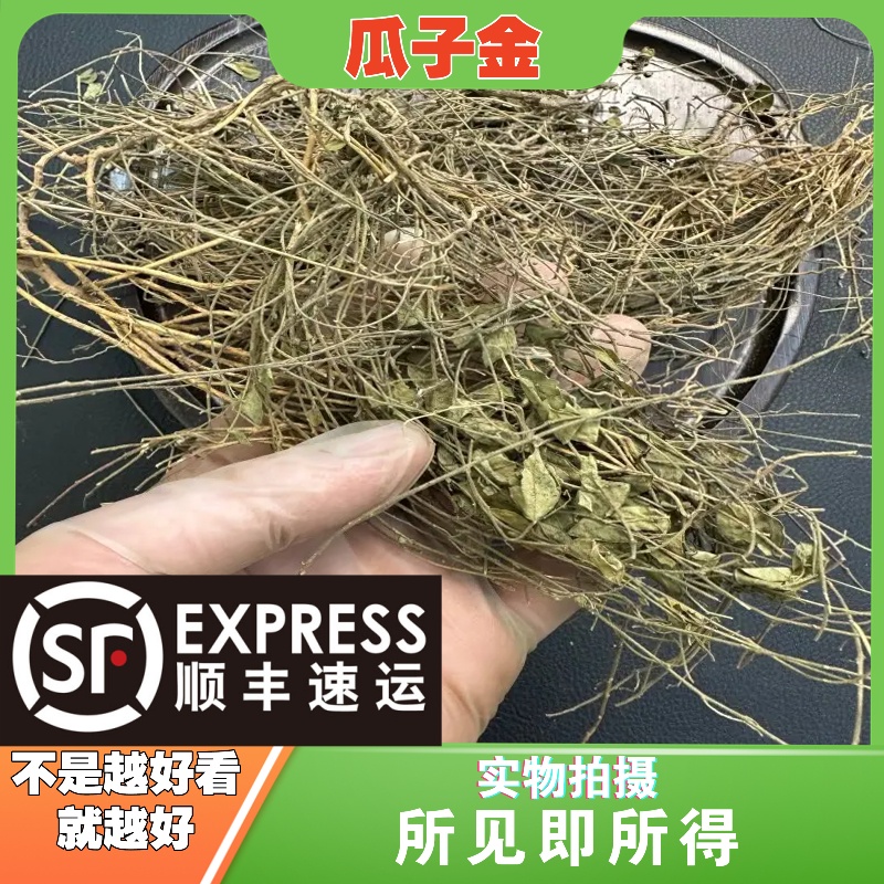 瓜子金成都中药材批发别名：辰砂草、金锁匙、瓜子草、挂米