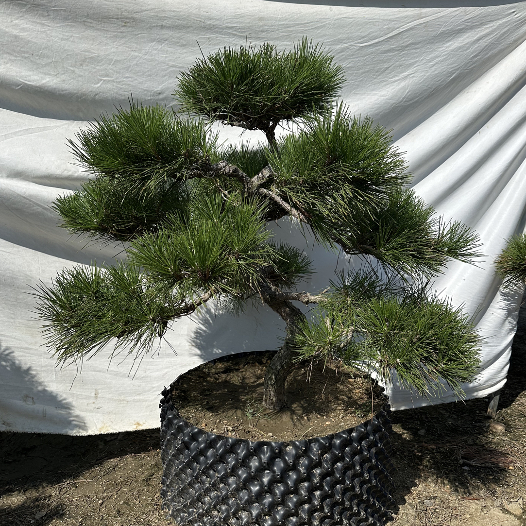 晨皓园艺精品黑松批发基地