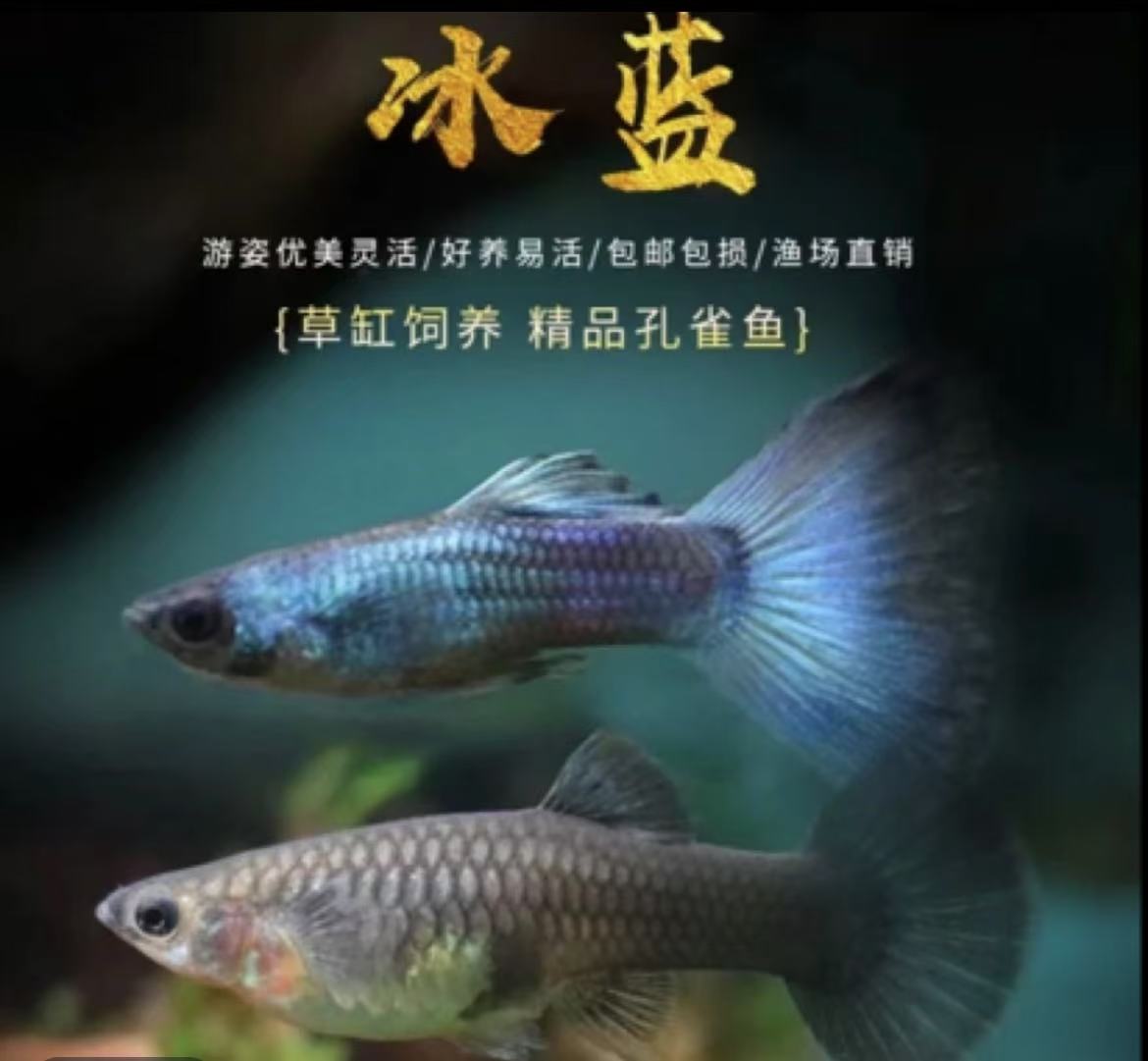 莫斯科小冰蓝彩虹凤尾孔雀鱼好养珊瑚蓝尾基因精品观赏鱼