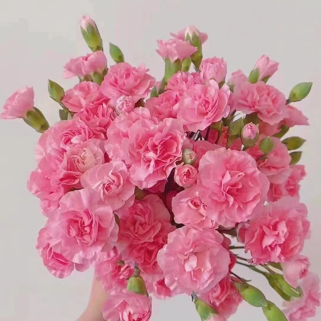 20枝珍珠粉多头康乃馨 生花苞要养开  (两单发顺丰或京东快递)