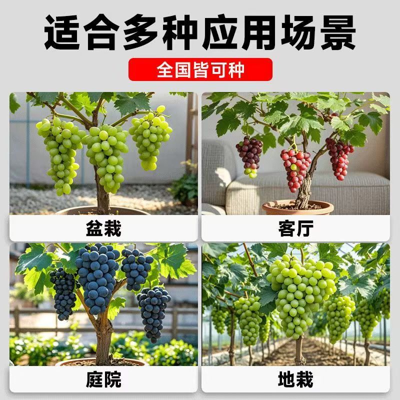 嫁接葡萄树[种一棵全家吃]