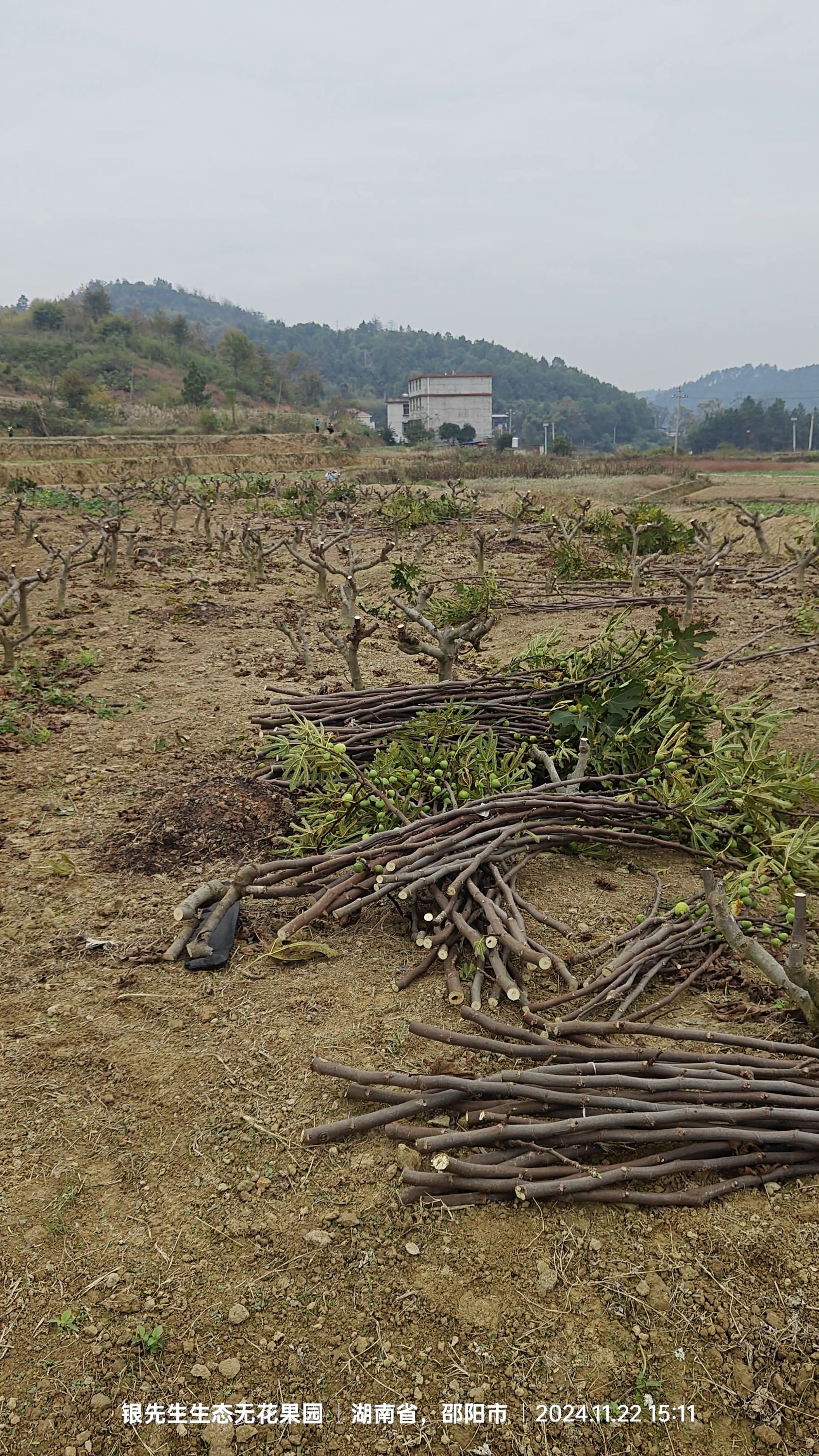 无花果果园直发（段、枝条）1公斤装，不包huo！